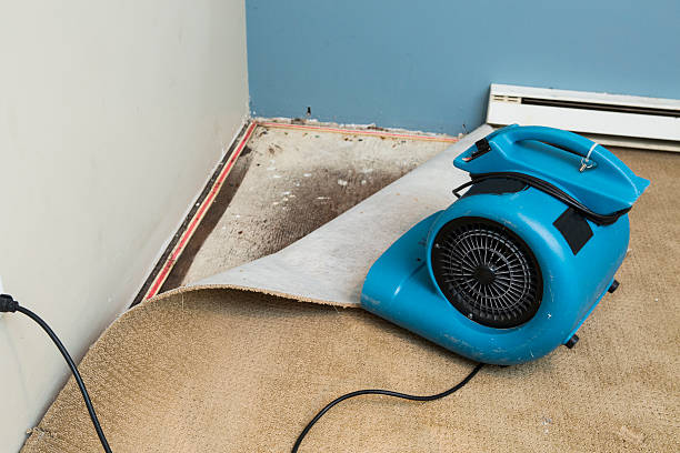 Best Flood damage cleanup  in Prieton, NC